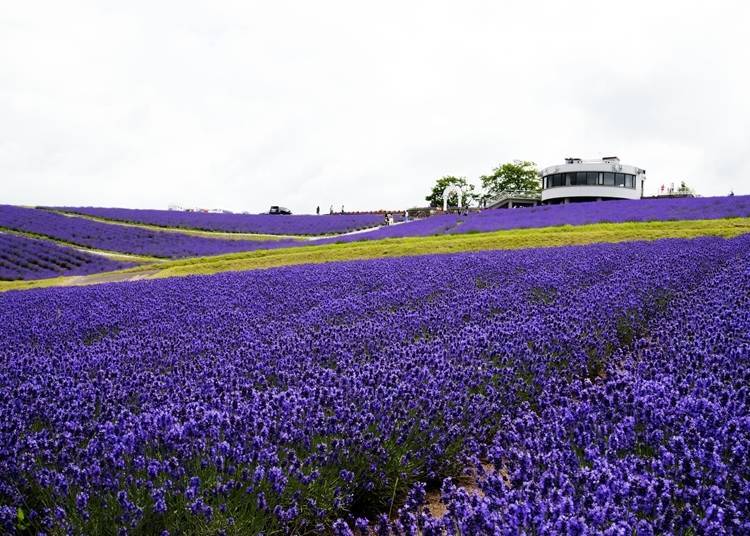 The Hinode Lavender Field in Kamifurano. You can take in the entire scene, including views of Mount Tokachi, from the nearby observation tower.