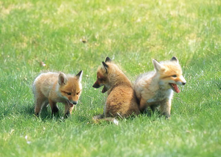 22. Greet Cute Red Foxes
