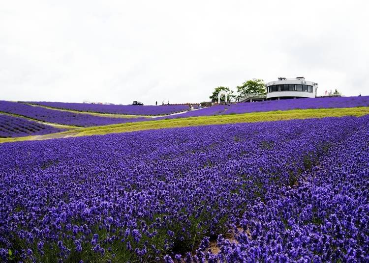 Ladang Lavender Hinode di Kamifurano. Anda bisa menikmati seluruh pemandangan, termasuk Gunung Tokachi, dari menara pengamat di dekatnya.