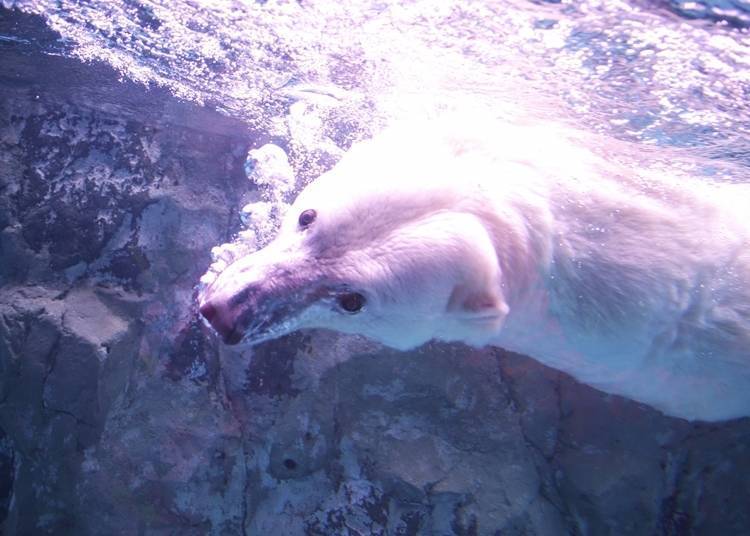 17. Temui penguin dan beruang kutub di Zoo Asahiyama