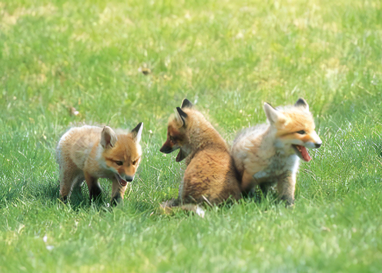 22. Cari rubah merah Ezo yang comel di Hokkaido