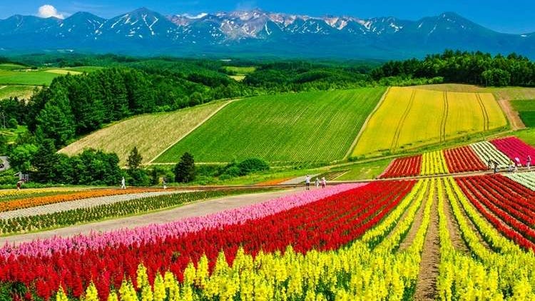 홋카이도에서 볼 수 있는 꽃의 종류와 시기 · 명소는? 계절별  소개!