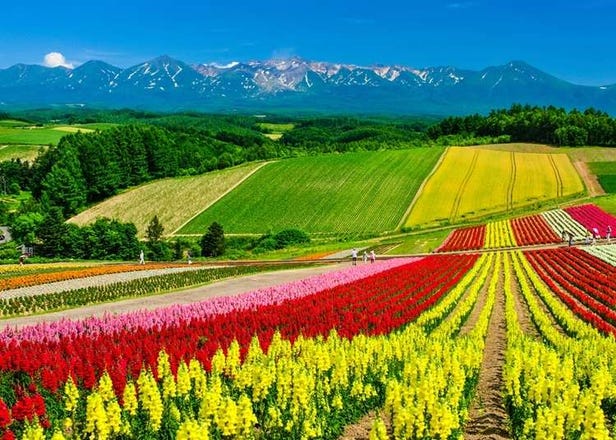 홋카이도 꽃놀이 여행! 계절별로 피는 꽃의 종류와 시기, 꽃놀이 명소 소개!