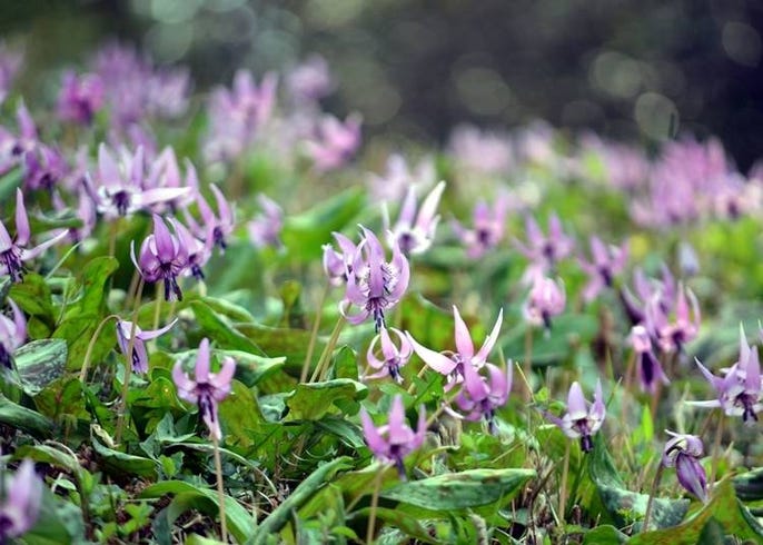 北海道ではこんな花が楽しめる 種類と見頃 名所などを季節ごとに一挙紹介 Live Japan 日本の旅行 観光 体験ガイド