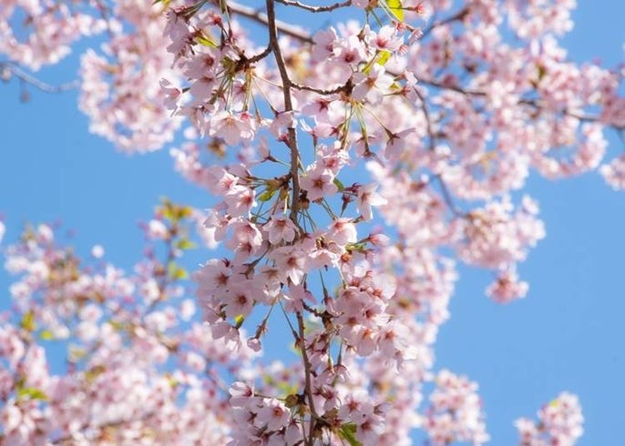 北海道ではこんな花が楽しめる 種類と見頃 名所などを季節ごとに一挙紹介 Live Japan 日本の旅行 観光 体験ガイド