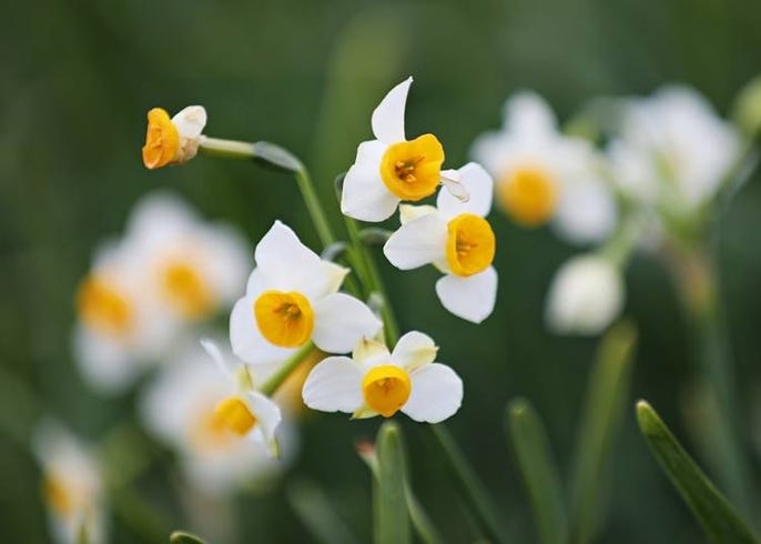 北海道ではこんな花が楽しめる 種類と見頃 名所などを季節ごとに一挙紹介 Live Japan 日本の旅行 観光 体験ガイド