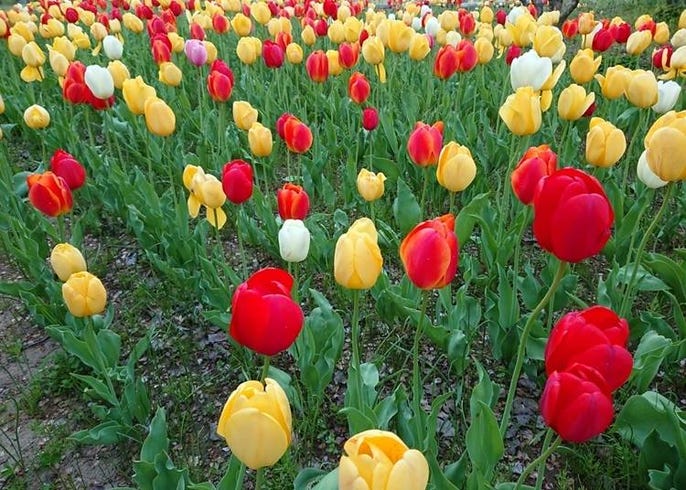 北海道ではこんな花が楽しめる 種類と見頃 名所などを季節ごとに一挙紹介 Live Japan 日本の旅行 観光 体験ガイド