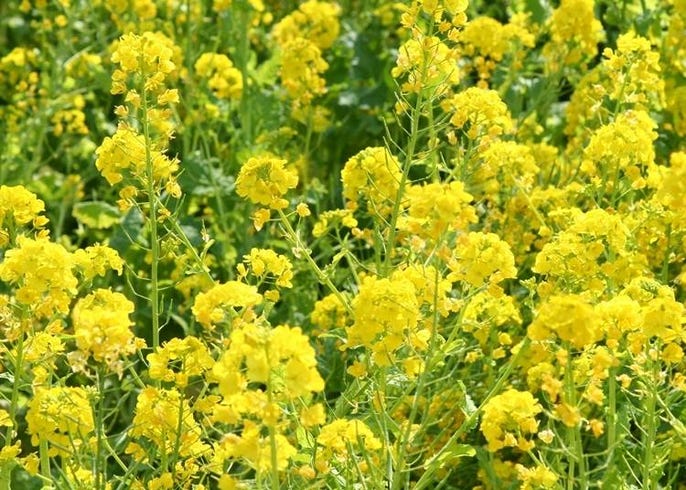 北海道ではこんな花が楽しめる 種類と見頃 名所などを季節ごとに一挙紹介 Live Japan 日本の旅行 観光 体験ガイド