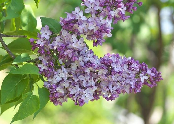 北海道ではこんな花が楽しめる 種類と見頃 名所などを季節ごとに一挙紹介 Live Japan 日本の旅行 観光 体験ガイド