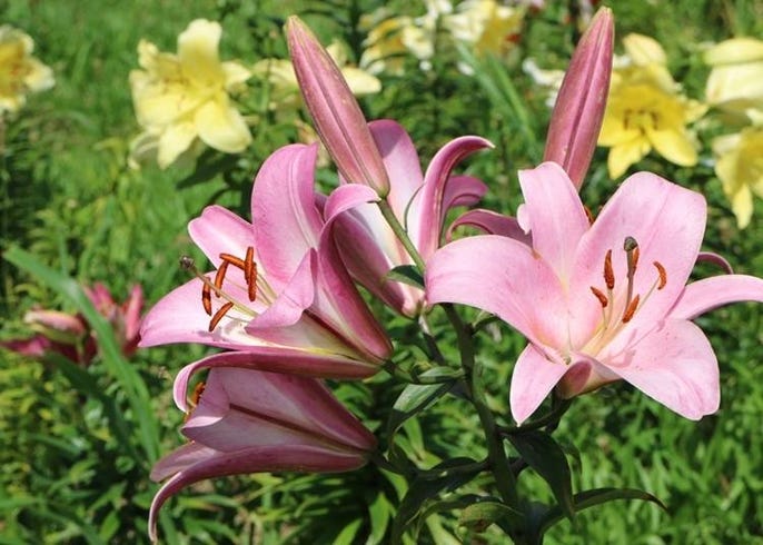 北海道ではこんな花が楽しめる 種類と見頃 名所などを季節ごとに一挙紹介 Live Japan 日本の旅行 観光 体験ガイド