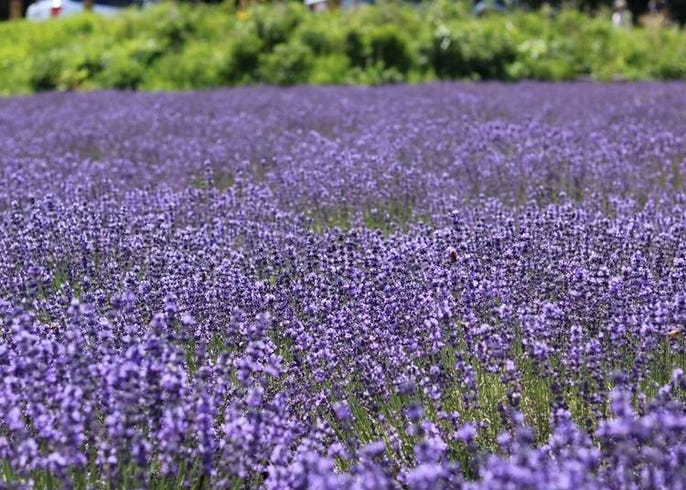 北海道ではこんな花が楽しめる 種類と見頃 名所などを季節ごとに一挙紹介 Live Japan 日本の旅行 観光 体験ガイド