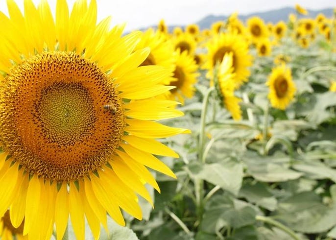 北海道ではこんな花が楽しめる 種類と見頃 名所などを季節ごとに一挙紹介 Live Japan 日本の旅行 観光 体験ガイド