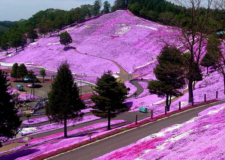 홋카이도에서 꽃을 즐길 수 있는 시즌은 4월 ~ 10월