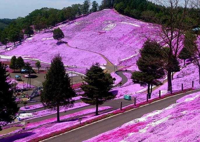 北海道花卉种类 最佳赏花期 赏花胜地 各季节必看亮点懒人包 Live Japan 日本的旅行 旅游 体验向导