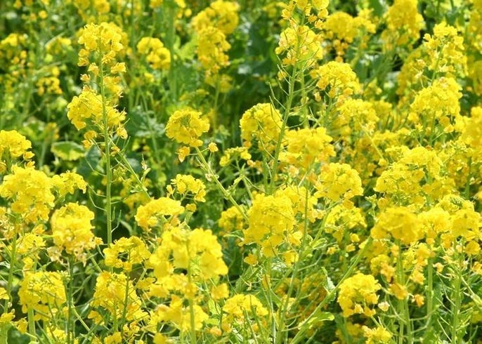 北海道花卉種類 最佳賞花期 賞花勝地 各季節必看亮點懶人包 Live Japan 日本旅遊 文化體驗導覽