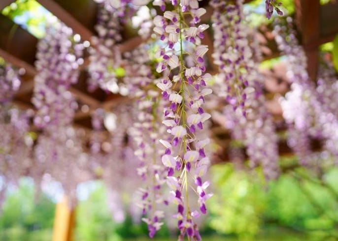 北海道花卉種類 最佳賞花期 賞花勝地 各季節必看亮點懶人包 Live Japan 日本旅遊 文化體驗導覽