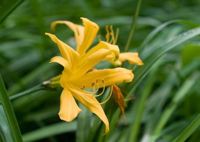 北海道花卉種類 最佳賞花期 賞花勝地 各季節必看亮點懶人包 Live Japan 日本旅遊 文化體驗導覽