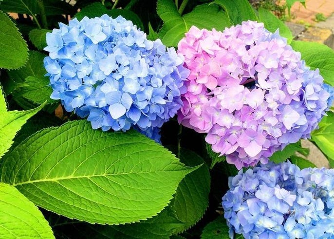 北海道花卉種類 最佳賞花期 賞花勝地 各季節必看亮點懶人包 Live Japan 日本旅遊 文化體驗導覽