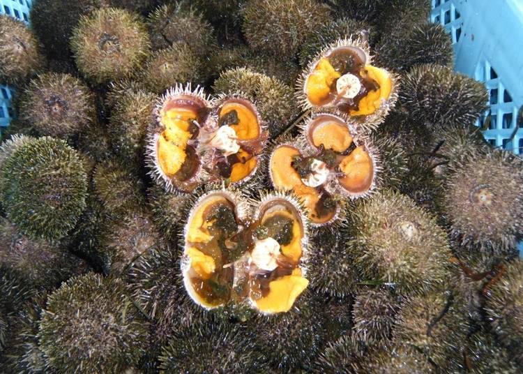 The sea urchins that are harvested are mainly Ezobafun sea urchins, locally known as “ganze.” (Image courtesy of Erimo Fisheries Cooperative)