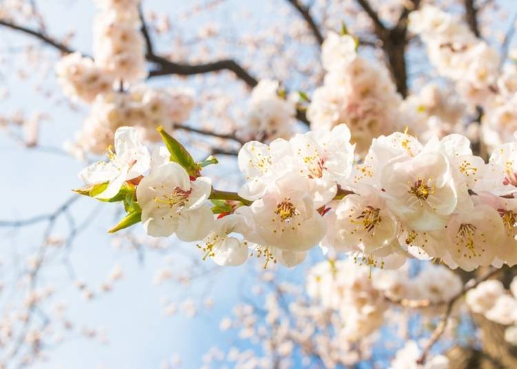 8. Enjoy cherry blossom viewing unique to Hokkaido in spring