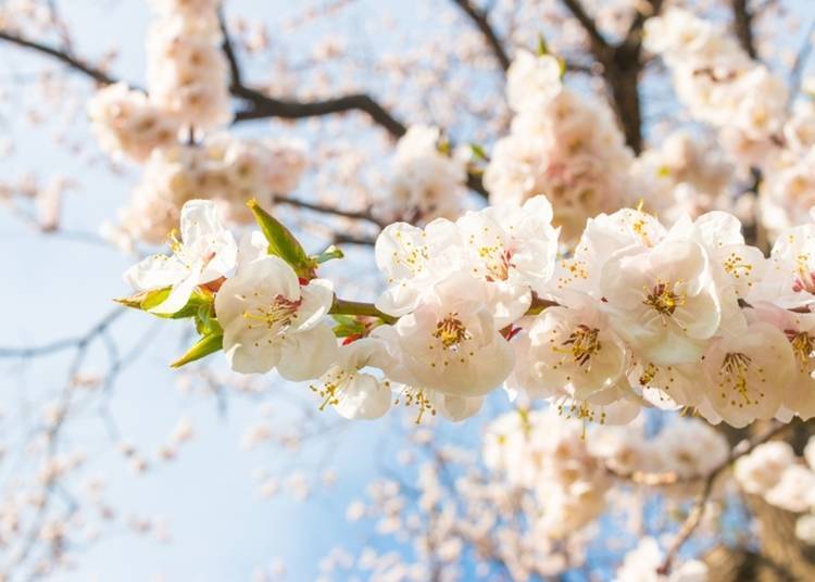 8:享受北海道独有的赏花乐趣