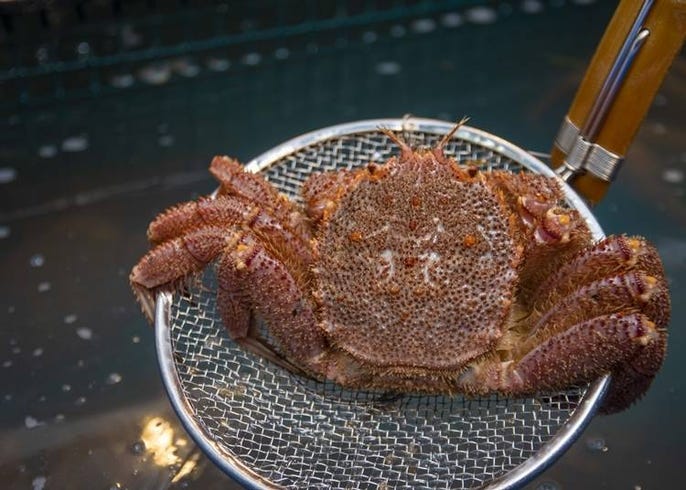 なぜ北海道民に 毛ガニ が人気なの タラバガニとの違いや毛ガニの美味しい食べ方も Live Japan 日本の旅行 観光 体験ガイド