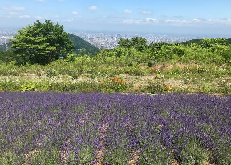 The beautiful purple blooms against the backdrop of Sapporo City