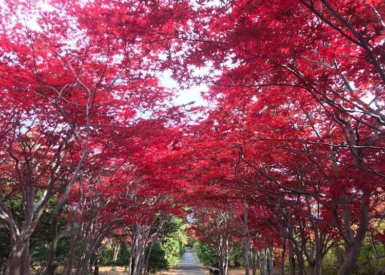 A park that allows visitors to fully sense the changing seasons