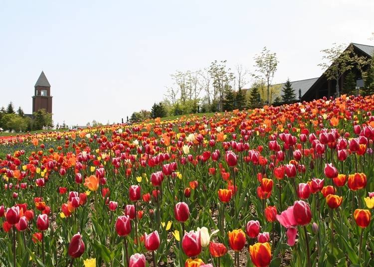 Tulip-covered hilly field