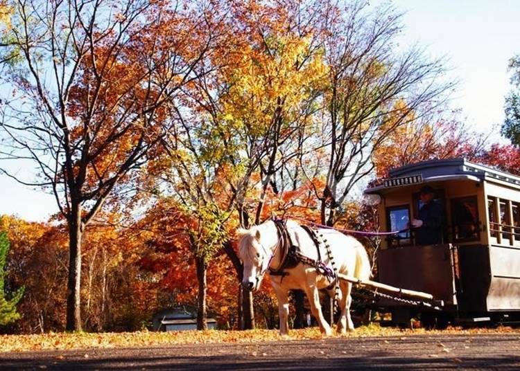 Horse tramway surrounded by autumn leaves
