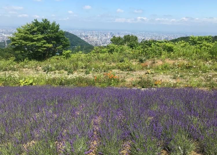 紫のカーペットの向こうに大都市・札幌を望む