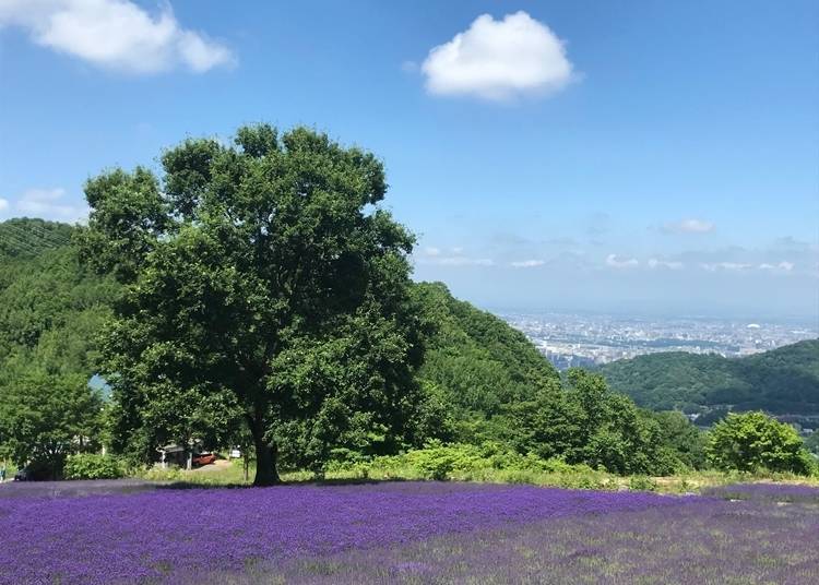 沒有梅雨季的札幌清爽初夏