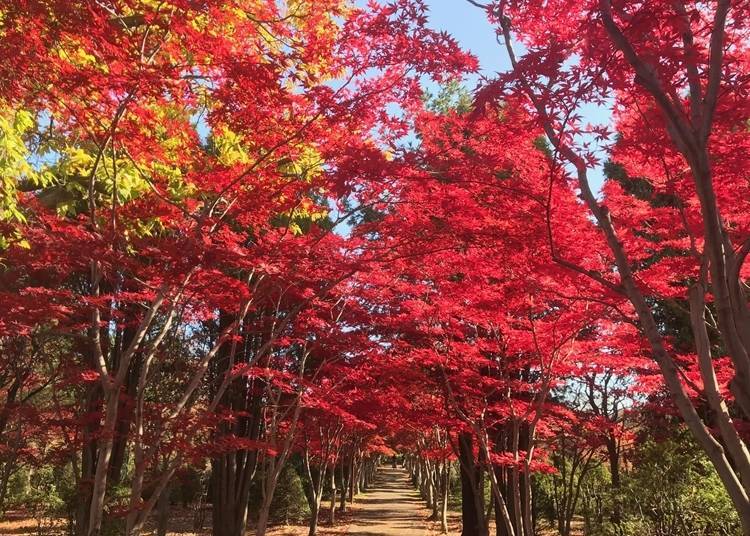 4．欣賞日本四季自然之美～平岡樹藝中心