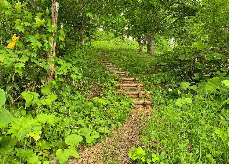 2) Sakuragaoka Park: From a narrow forest trail into a boundless panorama