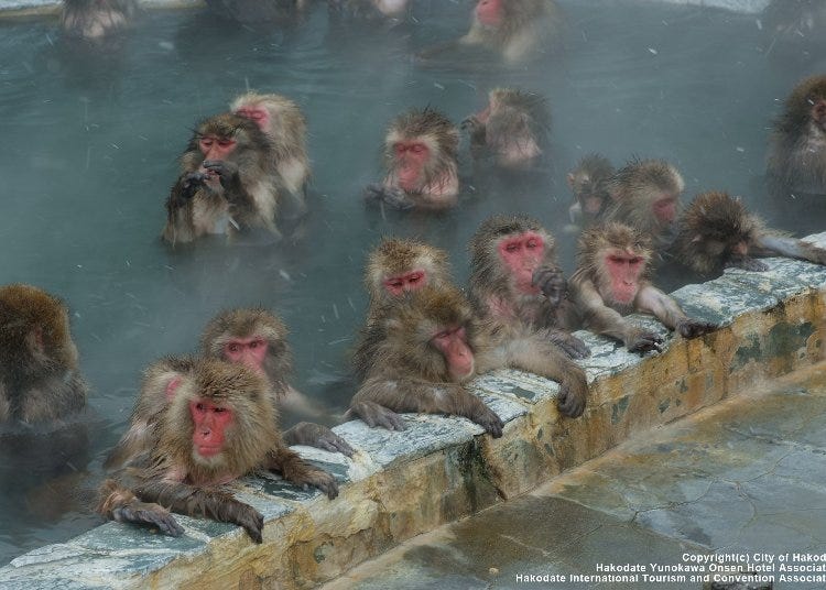 え こんな場所も 外国人が本当に行って良かった 函館 スポット10選 Live Japan 日本の旅行 観光 体験ガイド