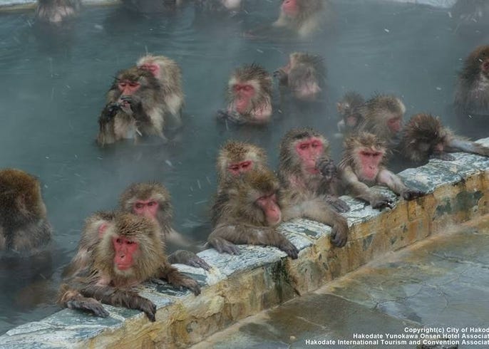 え こんな場所も 外国人が本当に行って良かった 函館 スポット10選 Live Japan 日本の旅行 観光 体験ガイド