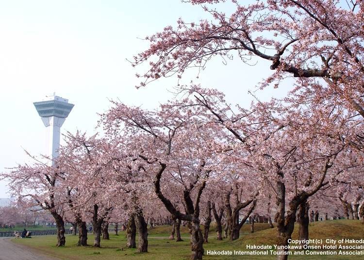 在樱花季节中染成一片鲜明粉色 照片提供：一般社团法人函馆国际观光Convention协会