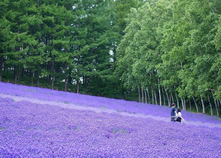 Enjoy all of these places of interest in Furano!