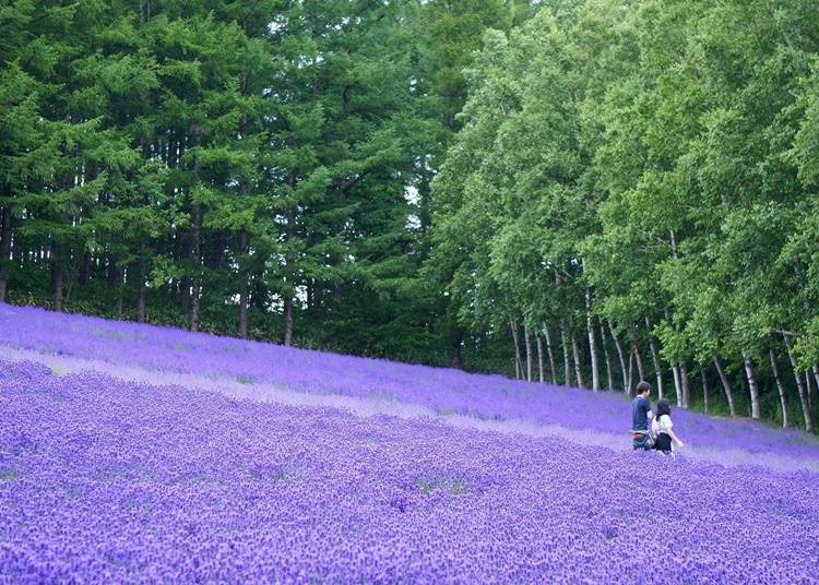富良野エリアは一度きりでは満足できません