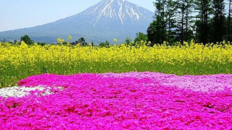 Unmissable Beauty: 10 Breathtaking Sights in Hokkaido from Spring to Early Summer