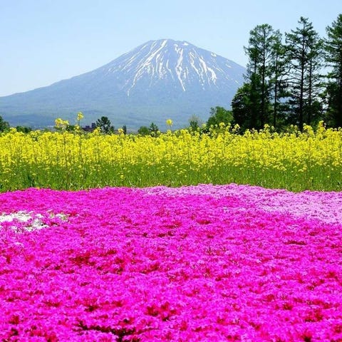 ニセコ 留寿都 Live Japan 日本の旅行 観光 体験ガイド