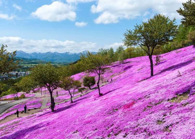 These hill slopes covered with brilliant pink sakura petals started from an inconspicuous box of seedlings (Photo credit: Takinoue Tourist Association)