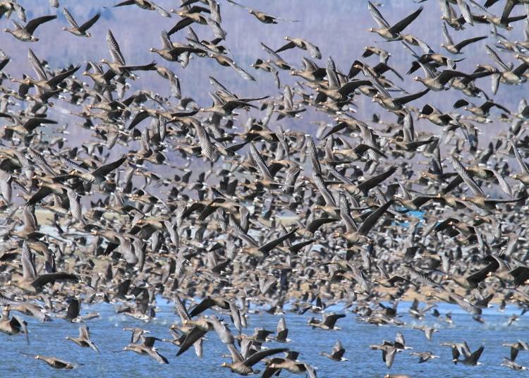The majestic sight of 70,000 greater white-fronted geese taking flight at once (Photo credit: Bibai Tourism Products Association)