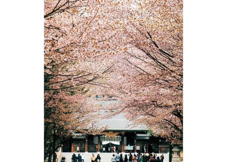 Sakura petals flutter about carefree despite the solemn environment, creating an interesting contrast