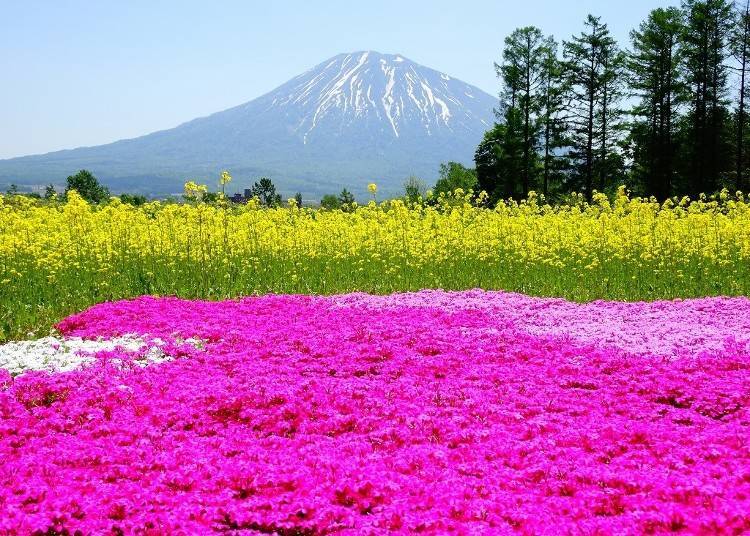 Mount Yotei viewed from a field of colorful flowers resembling an artist's palette (Photo credit: Kutchan Tourism Association)