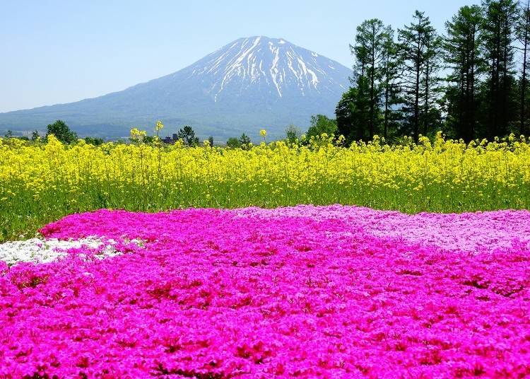 パレットのように彩り豊かな花壇と羊蹄山　写真提供:倶知安観光協会