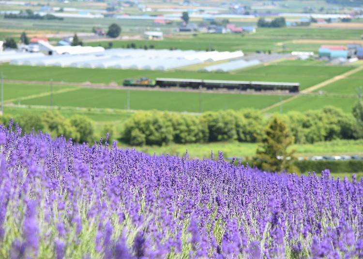 ラベンダーの向こうを観光列車が走りぬける