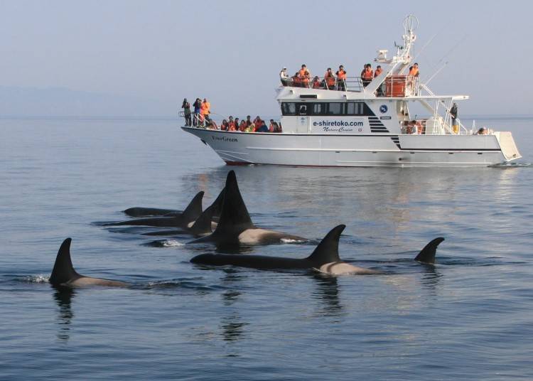 호기심이 많은 범고래들이 모여 온 모습. 사진제공 : 시레토코 네이처 크루즈