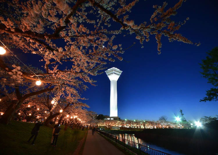 4月～5月  五稜郭公園  夜櫻燈飾（函館市）