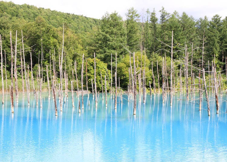 4:00 p.m.: Shirogane Blue Pond, the product of miraculous coincidences